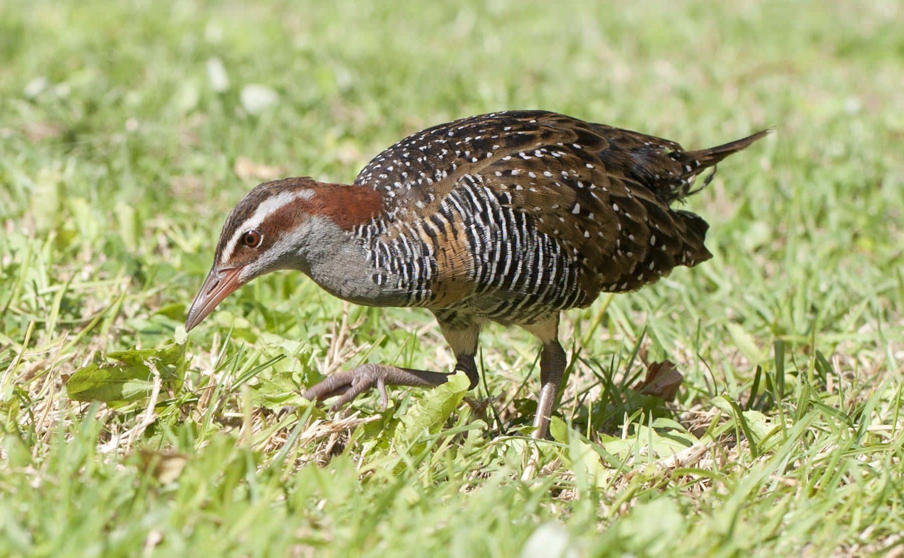 A buff-banded rail on Lord Howe Island